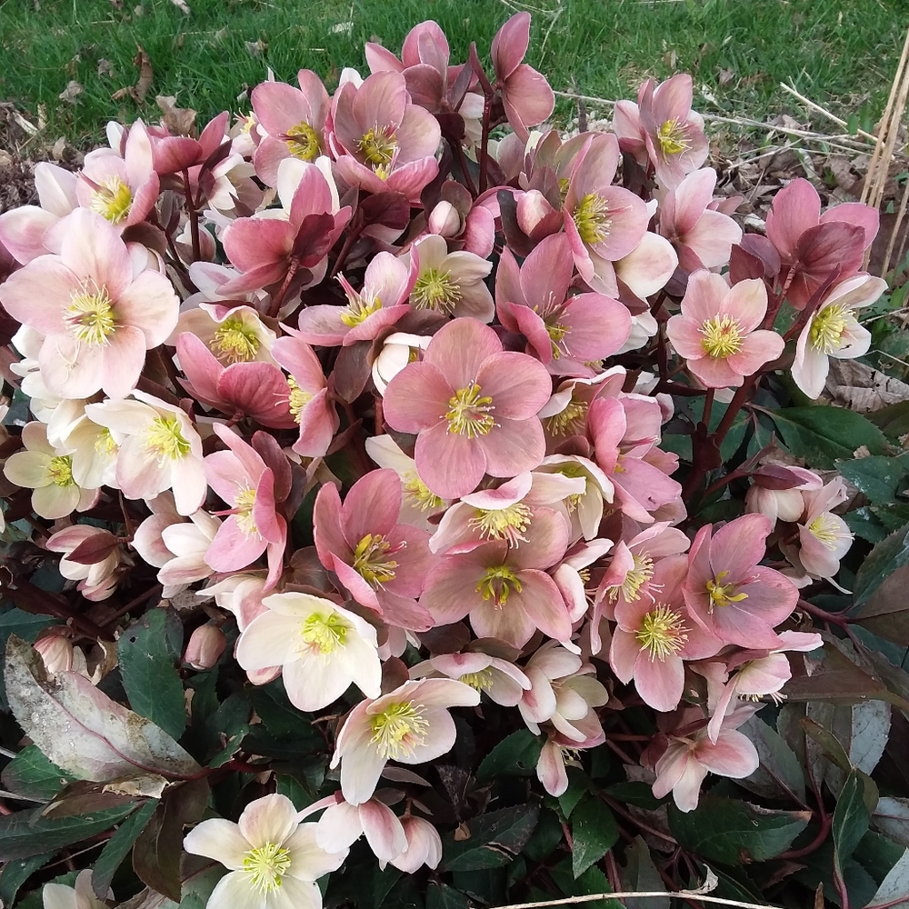 Meet your Posher, Janet🇨🇦 Posh Ambassador